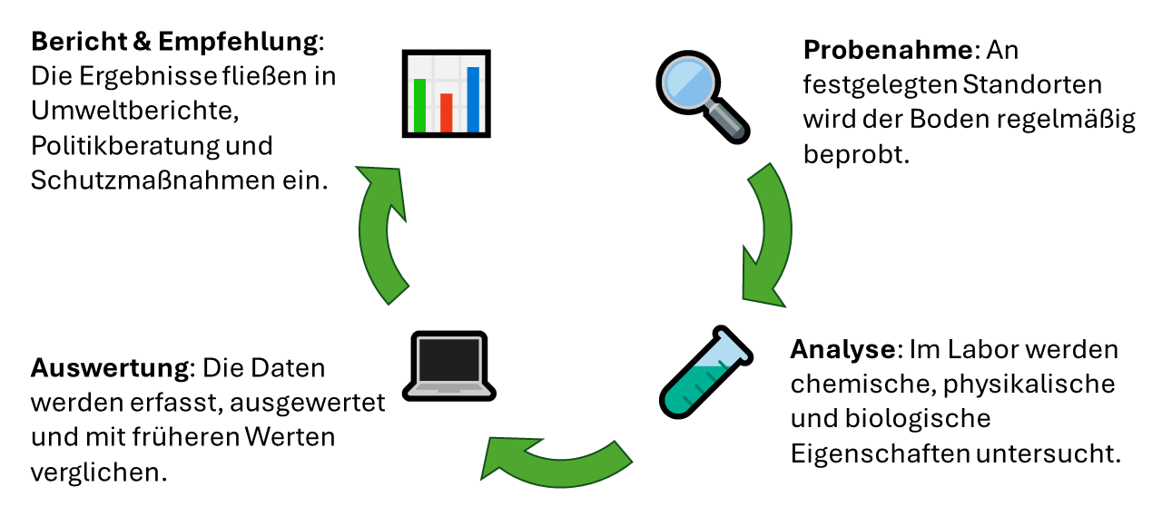 Die Grafik zeigt den Bodenmonitoringkreislauf: 1. Probenahme - An festgelegten Standorten wird der Boden regelmäßig beprobt. 2. Analyse - Im Labor werden chemische, physikalische und biologische Eigenschaften untersucht. 3. Auswertung - Die Daten werden erfasst, ausgewertet und mit früheren Werten verglichen. 4. Bericht & Empfehlung - Die Ergebnisse fließen in Umweltbericht, Politikberatung und Schutzmaßnahmen ein.