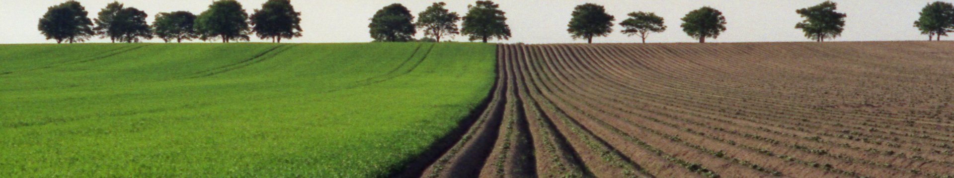 Eine Wiese mit Acker auf der rechten Seite und Bäume im Hintergrund.